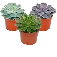 Exotenherz Kaktus Set aus 3 verschiedenen Echeverien im 12cm Topf