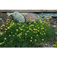 Pflanzen für Dich Staude Hieracium pilosella, 1 St., Kleines Habichtskraut, Mausohr-Habichtskraut, Mausohrflockenblume
