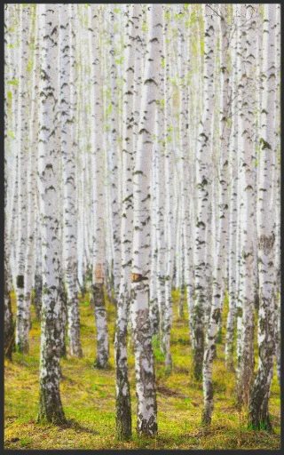 Fussmatte Birken Wald 7123 | Größe: 90 cm x 130 cm