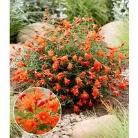 BALDUR Garten Zierstrauch Punica 'Uniqa®', 1 St., Mini-zierfrüchte, winterhart, mehrjährig, pflegeleicht