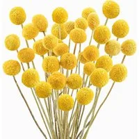 Trockenblume Pampasgras Getrocknete Craspedia Globosa 30 Stück Trockenblumen, wohnTRAUM24, Höhe 45 cm, Getrocknete Blumen für Blumenarrangements, Hochzeit,Vase,Dekoration