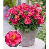 BALDUR Garten Staude Winterharte Alstromeria Incalys® 'Cherry', im 12 cm XL-Topf, 1 St., Alstroemeria, winterhart, mehrjährig, pflegeleicht