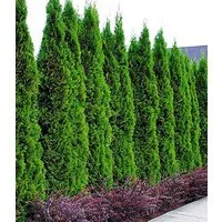 BALDUR Garten Hecken Lebensbaum-Hecke 'Thuja Smaragd', 10 St., Zypressengewächse, winterhart, mehrjährig, blickdicht