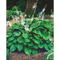 Pflanzen für Dich Staude Hosta plantaginea Honeybells, 1 St., Duftende Funkie, Duft-Funkie