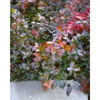 Pflanzen für Dich Bodendecker Euonymus fortunei Coloratus, 1 St., Kriechspindel, Kriechende Spindel, Immergrüne Kriechspindel, purpurlaub, bodendecker