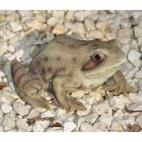 dazikemo Gartenfigur Gartenfigur Teichfigur Dekofigur Frosch