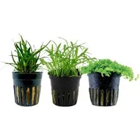 Aquaone Wasserpflanze Pflanzen Set mit 3 Vordergrund Wasserpflanzen Nr.226