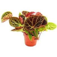 Exotenherz Zimmerpflanze Wilde Begonia ferox spektakuläre Blattpflanze Rarität 12cm Topf