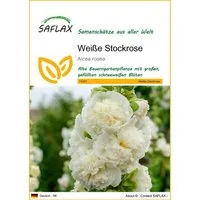 SAFLAX Blumensamen SAFLAX - Samen - Weiße Stockrose