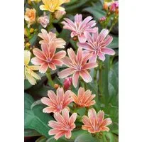 Pflanzen für Dich Staude Lewisia long. Little Plum, 1 St., Lewisie, Bitterwurz