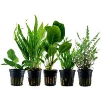 Aquaone Wasserpflanze Pflanzen Set mit 5 Aufsitzer Aquariumpflanzen Nr.217