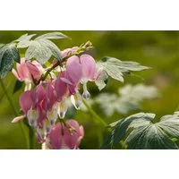 Pflanzen für Dich Staude Dicentra spectabilis, 1 St., Tränendes Herz, Herzblume