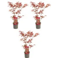 meinvipshop Hecken 3 x Roter Fächerahorn 40cm