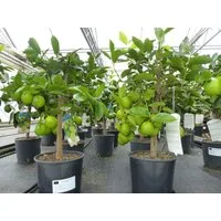 gruenwaren jakubik Zitronenbaum echte Caipi Limette Caipirinha Limettenbaum Citrus Lime 70 - 90 cm