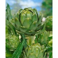 Pflanzen für Dich Staude Cynara scolymus, 1 St., Artischocke