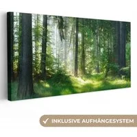 OneMillionCanvasses® Leinwandbild Panorama Natur - Bäume - Wald - Grün - Sonne - Gras - Pflanzen, Fotodruck (1 St), Wandbild, Deko Schlafzimmer Wohnzimmer Flur 40x20 cm