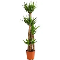 Dehner Zimmerpflanze Yucca Palme, Palmlilie, mehrtriebig verschied. Größen