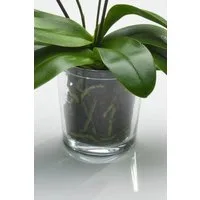 Sandra Rich Blumentopf Orchideentopf Orchid konisch von Sandra Rich