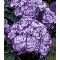 BALDUR Garten Zierstrauch Freiland-Hortensie 'Miss Saori blue®', 1 St., Hydrangea, winterhart, mehrjährig, pflegeleicht