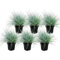 Exotenherz Beetpflanze Blauschwingel-Gras - Festuca glauca - Set mit 6 Pflanzen - 9cm Topf