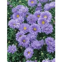 Pflanzen für Dich Staude Aster novi-belgii Schöne von Dietlikon, 1 St., Glattblatt-Aster, Neubelgien-Aster