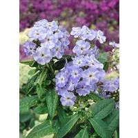 Pflanzen für Dich Staude Phlox pan. Blue Boy, 1 St., Hoher Stauden-Phlox, Flammenblume