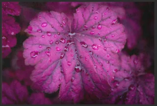 Fussmatte 6283 | Größe: 60 cm x 45 cm