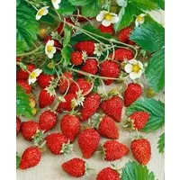 Pflanzen für Dich Obstpflanze Fragaria vesca Alexandria, 1 St., Wald-Erdbeere, Monatserdbeere, Alexandria-Erdbeere, immertragend, aromatisch