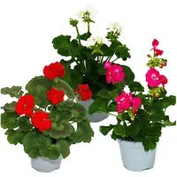 Exotenherz Beetpflanze Geranien stehend Pelargonium zonale versch. Farben12cm Topf 3er Set