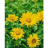 Pflanzen für Dich Staude Heliopsis scabra Mars, 1 St., Rauher Sonnenhut, Sonnenauge