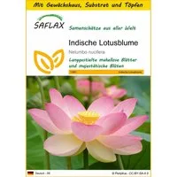 SAFLAX Blumensamen SAFLAX - Anzuchtset - Indische Lotusblume