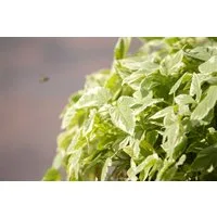 Pflanzen für Dich Staude Aegopodium pod. Variegata, 1 St., Buntlaubiger Giersch, Weißbunter Giersch, Panaschierter Giersch