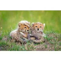 Papermoon Fototapete Photo-Art ROSHKUMAR, KATZEN GEPARD BABY