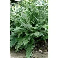 Pflanzen für Dich Gräser Dryopteris filix-mas Mexico, 1 St., Wurmfarn, Echter Wurmfarn, Männerfarn, fiederblätter, schattenverträglich