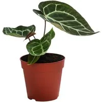 Dehner Zimmerpflanze Herzblattblume, Anthurium crystallinum, ca. 25 cm, Ø Topf 12 cm, pflegeleichte südamerikanische Grünpflanze