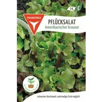 FRANKONIA Gemüsesamen Pflücksalat, Amerikanischer brauner - Saatgut Salat-Samen Samen, Lactuca sativa