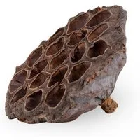 NaDeco Bastelnaturmaterial Lotos Kolben Groß in Natur, Größe ca. 8-10 cm Nelumbo nucifera