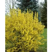 Pflanzen für Dich Gehölze Forsythia intermedia Goldrausch, 1 St., Forsythie, Goldglöckchen, Goldflieder