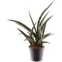 meinvipshop Zimmerpflanze Sansevieria trifasciata Megan 35cm Zimmerpflanze