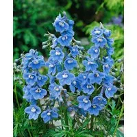Pflanzen für Dich Staude Delphinium bellad. Cliveden Beauty, 1 St., Rittersporn