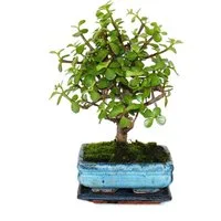 Exotenherz Zimmerpflanze Bonsai Portulacaria Afrikanischer Elefantenbaum ca.4-5 Jahre Kugelform