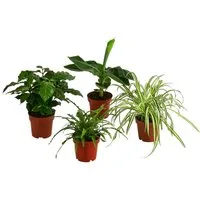 Dehner Zimmerpflanze Exoten-Set Botanical Charm, Kaffeepflanze, Grünlilie, Farn, Banane, luftreinigende Grünpflanzen