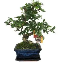 Exotenherz Zimmerpflanze Bonsai Fukientee - Carmona microphylla - ca. 6 Jahre