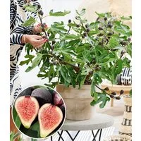 BALDUR Garten Feigenbaum Mini Feigenbaum 'Little Miss Figgy®', 1 St., Selbstbefruchtend, winterhart, mehrjährig, pflegeleicht