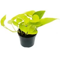Exotenherz Zimmerpflanze gelb-grüne Efeutute Epipremnum Golden Pothos Scindapsus 12cm Topf
