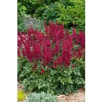 Pflanzen für Dich Staude Astilbe japonica Etna, 1 St., Prachtspiere