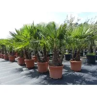 gruenwaren jakubik Baum mehrstämmig Trachycarpus Fortunei Palmengruppe, winterhart 220 cm