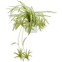 Kunstpflanze Grünlillie, Creativ green, Höhe 90 cm, mit detailgetreuen Absenkern