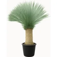 Palms-Store Kübelpflanzen Palme Yucca Rostrata ca. 160 cm Höhe, winterhart bis –19 °C – ideal für mitteleuropäische Gärten
