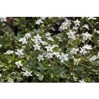 Pflanzen für Dich Bodendecker Potentilla tridentata Nuuk, 1 St., Dreizahn-Fingerkraut, Teppich-Fingerkraut, immergrün, bodendecker